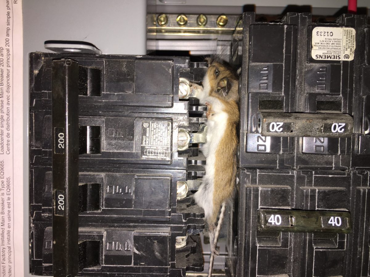 Mouse in electrical panel